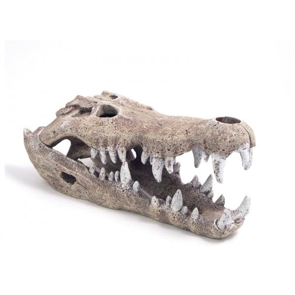 Rosewood Nile Crocodile Skull - Ormskirk Pets